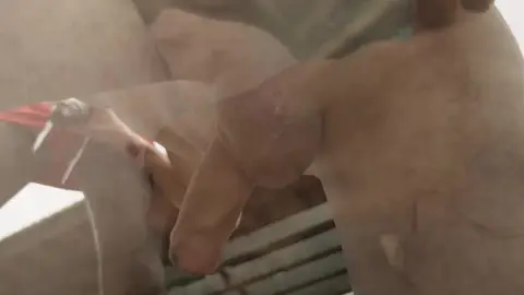 2 grosses bites noires pour Tim Law