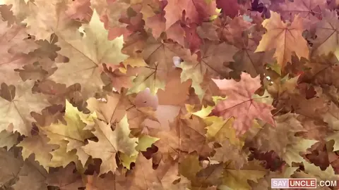 Réarrange-moi les abats, papa !